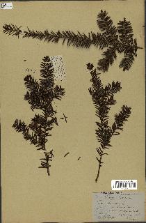 spécimen de Taxus baccata