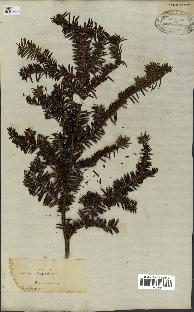 spécimen de Taxus baccata
