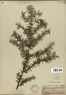 spécimen de Taxus baccata