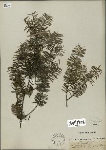 spécimen de Taxus baccata