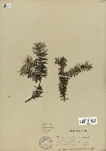 spécimen de Taxus baccata