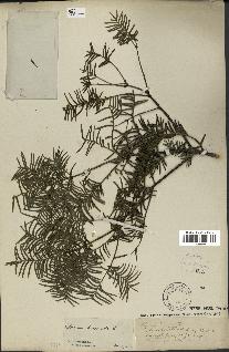 spécimen de Taxus baccata