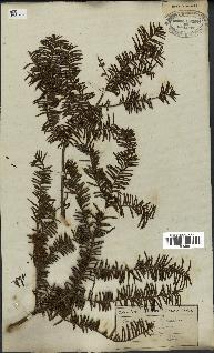 spécimen de Taxus baccata