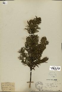 spécimen de Taxus baccata