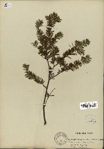 spécimen de Taxus baccata