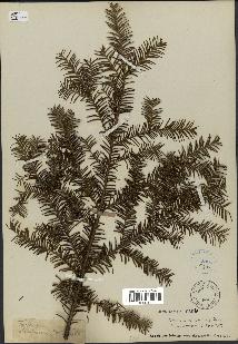 spécimen de Taxus baccata