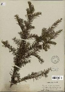 spécimen de Taxus baccata