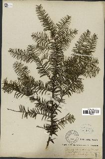 spécimen de Taxus baccata