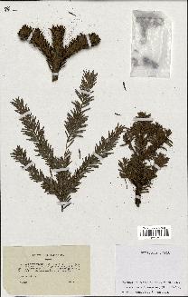 spécimen de Pinus picea