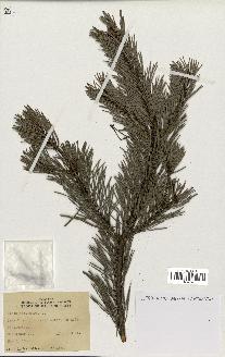 spécimen de Pinus sylvestris