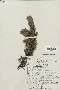 spécimen de Pinus sylvestris