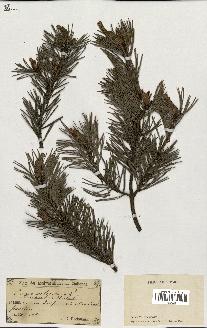 spécimen de Pinus sylvestris