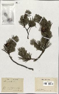 spécimen de Pinus sylvestris