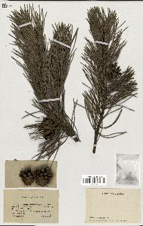 spécimen de Pinus sylvestris