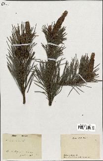 spécimen de Pinus sylvestris