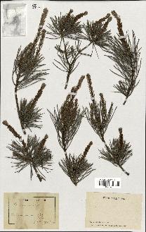 spécimen de Pinus sylvestris