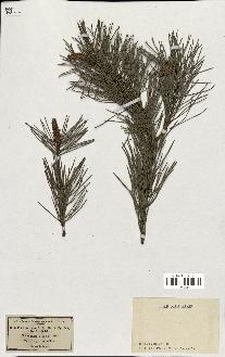 spécimen de Pinus sylvestris