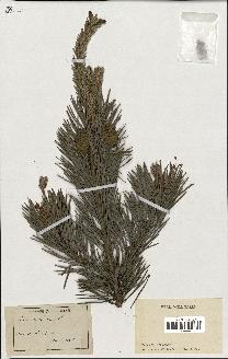 spécimen de Pinus sylvestris