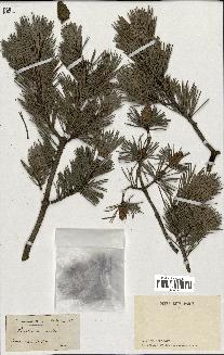 spécimen de Pinus uncinata