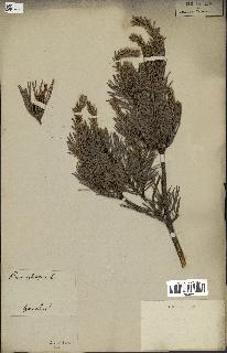 spécimen de Pinus sylvestris