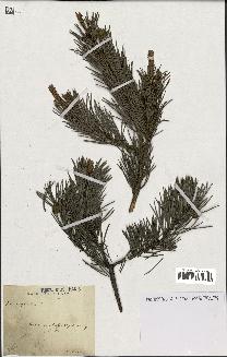 spécimen de Pinus sylvestris