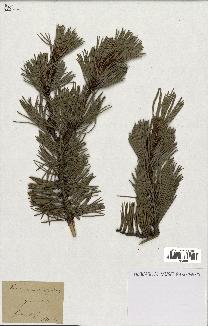 spécimen de Pinus uncinata