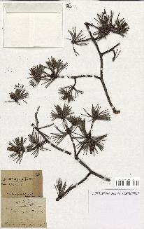 spécimen de Pinus sylvestris