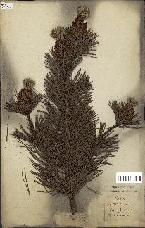 spécimen de Pinus sylvestris