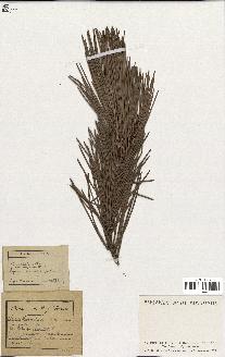 spécimen de Pinus laricio