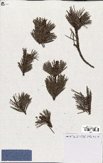 spécimen de Pinus uncinata