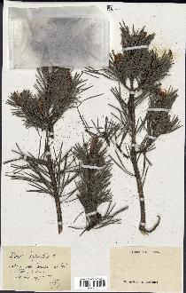 spécimen de Pinus sylvestris