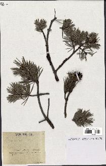 spécimen de Pinus sylvestris