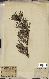 spécimen de Pinus uncinata