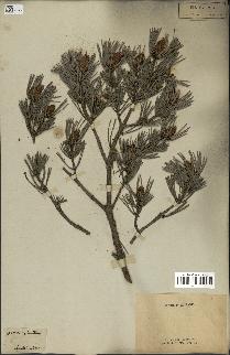 spécimen de Pinus sylvestris