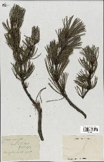 spécimen de Pinus uncinata