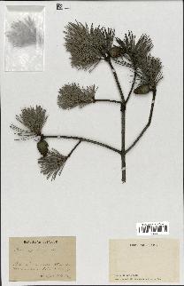 spécimen de Pinus sylvestris