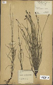 spécimen de Equisetum ramosissimum