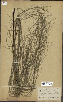 spécimen de Equisetum ramosissimum