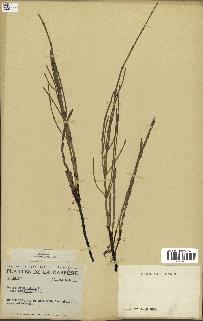 spécimen de Equisetum palustre