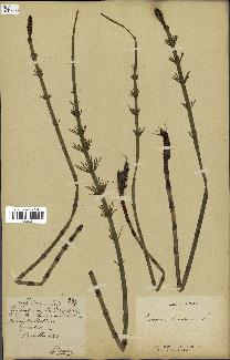 spécimen de Equisetum fluviatile