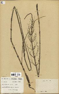 spécimen de Equisetum fluviatile