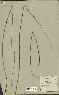 spécimen de Equisetum hyemale