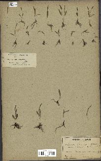 spécimen de Ophioglossum lusitanicum