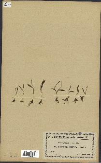 spécimen de Ophioglossum lusitanicum