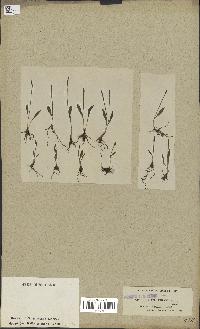 spécimen de Ophioglossum lusitanicum