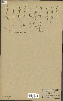 spécimen de Ophioglossum lusitanicum