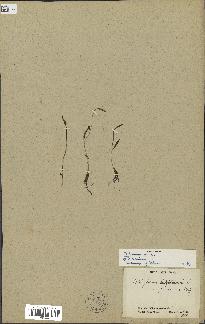 spécimen de Ophioglossum lusitanicum