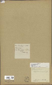 spécimen de Ophioglossum lusitanicum