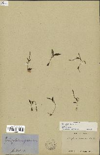 spécimen de Ophioglossum lusitanicum