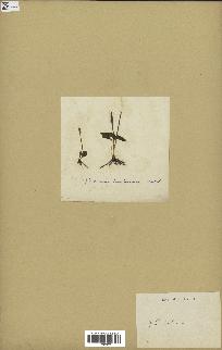 spécimen de Ophioglossum lusitanicum